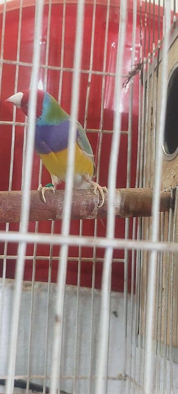 Goldian Male Finch for sale 0