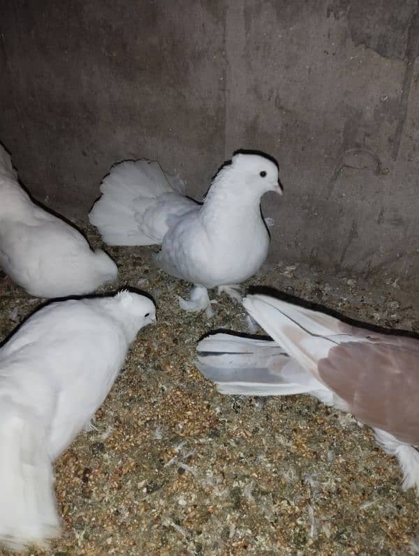 Lucky pigeon for sale 2