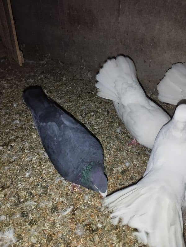 Lucky pigeon for sale 3