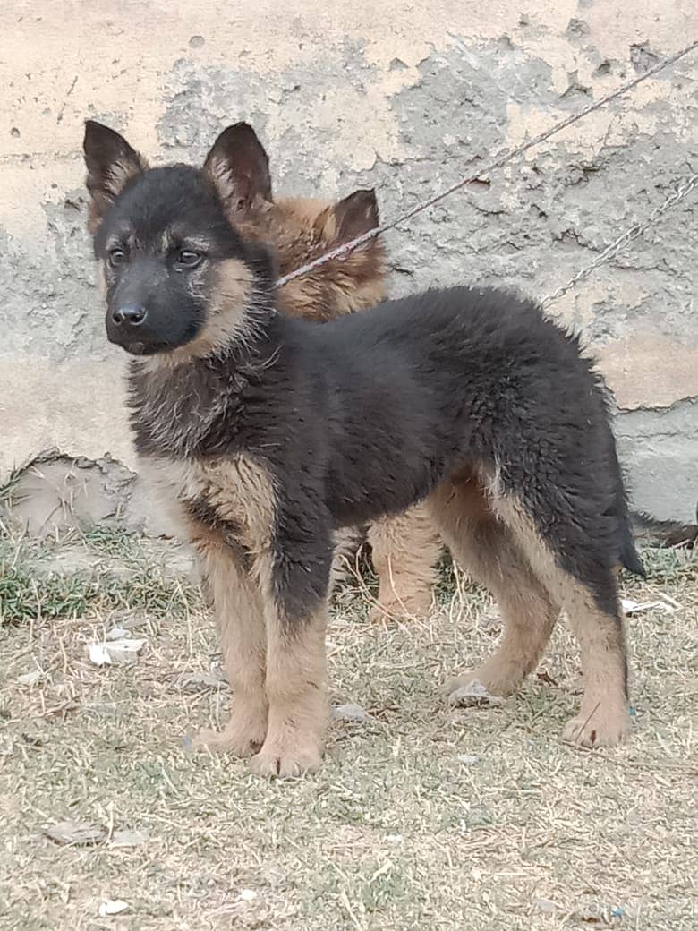 alshesion bhagyary Dog For sale 0