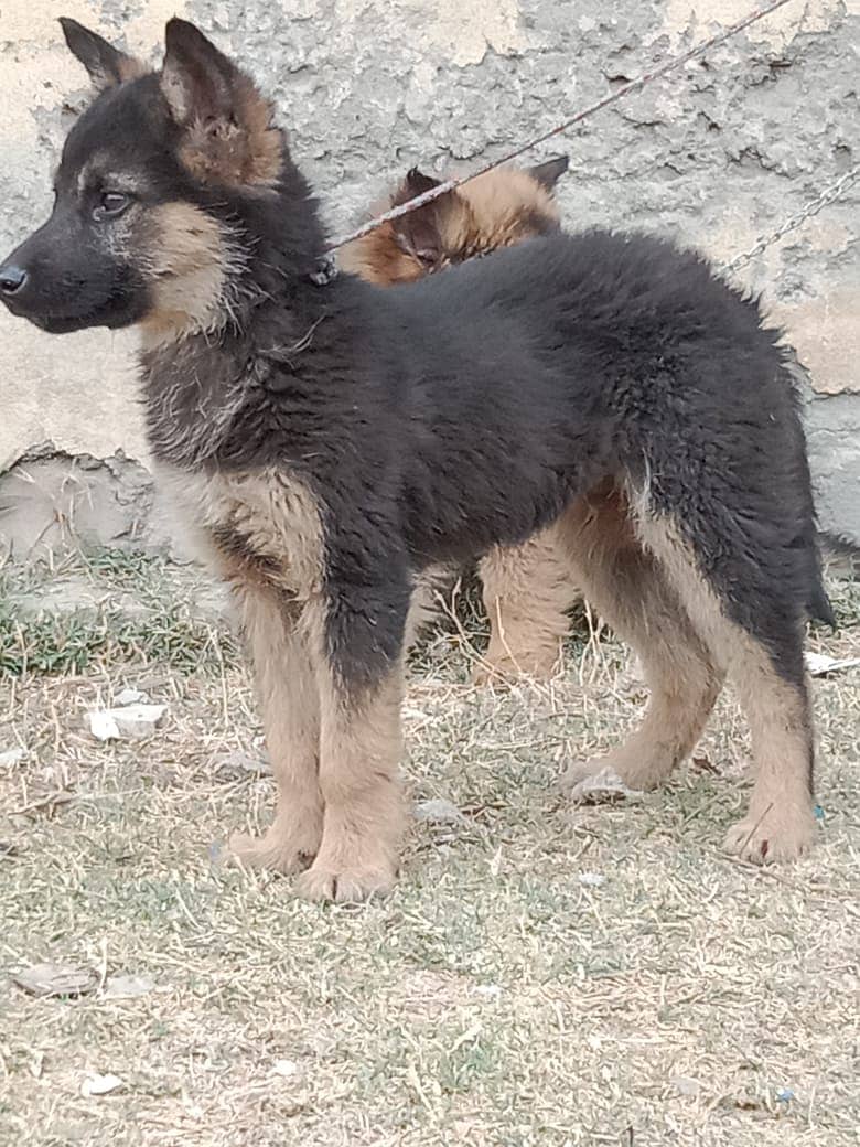 alshesion bhagyary Dog For sale 1