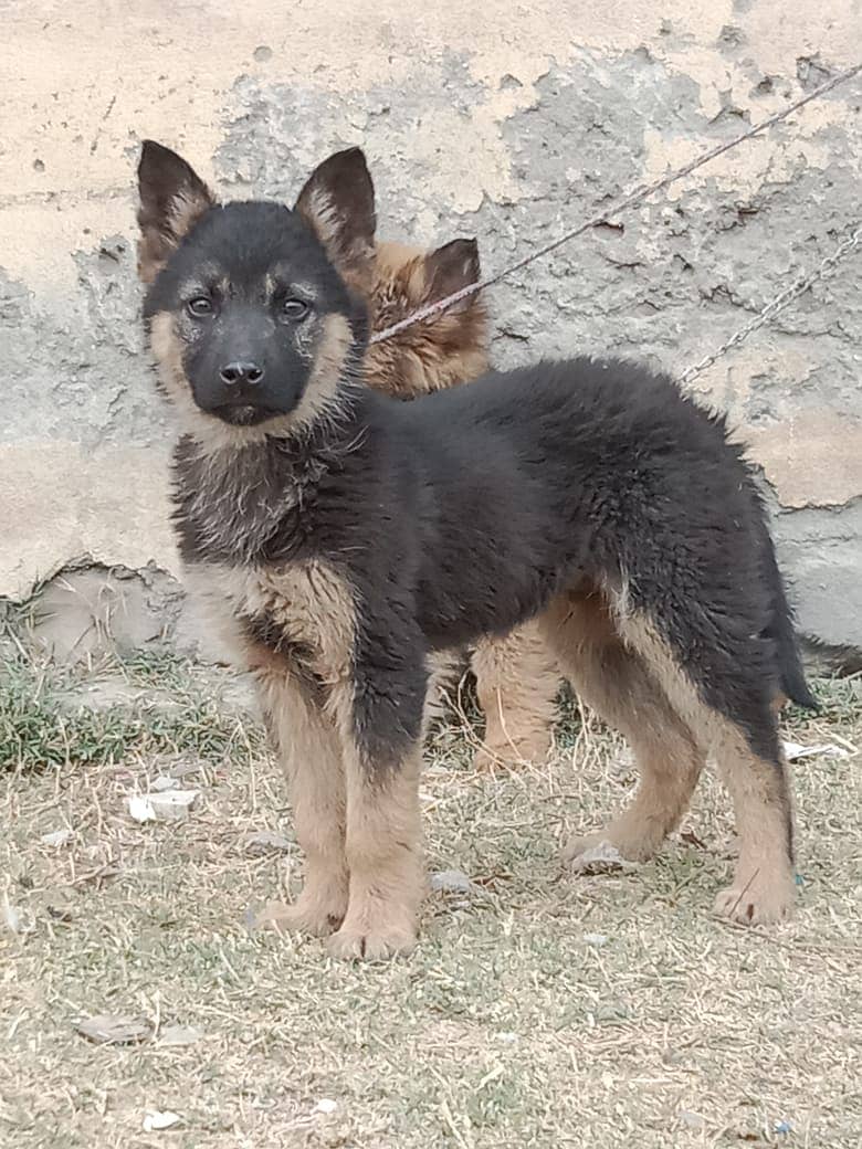 alshesion bhagyary Dog For sale 2