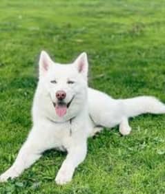 Siberian husky