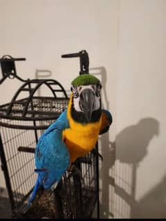 blue and gold Macau parrot chicks for sale Whatsapp number 03307595248