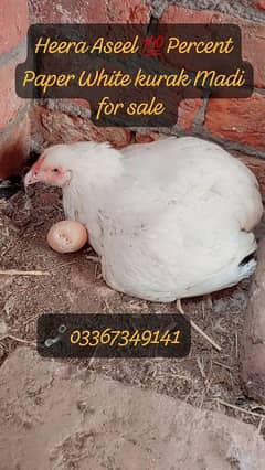 Ghar ki murgio ka Desi Organic fresh  Eggs available