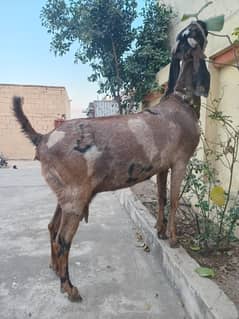 Shera print Gabban beetal bakri for sale