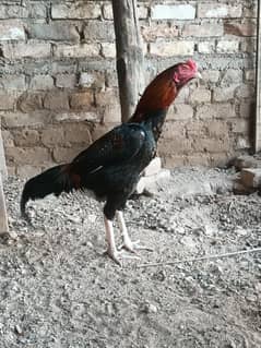 Aseel lakha male for sale