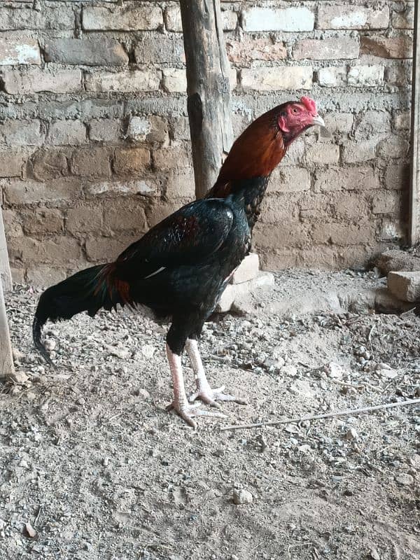 Aseel lakha male for sale 0