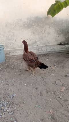 hen for sale