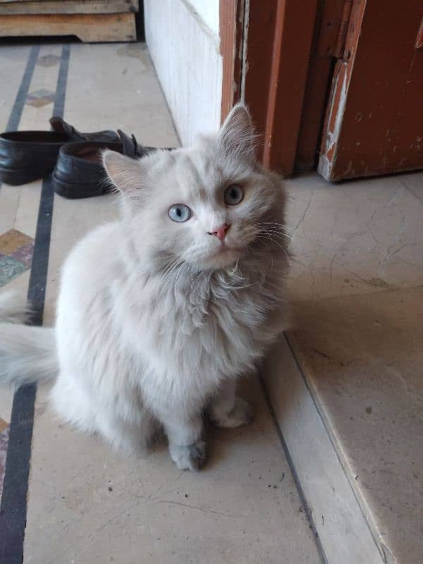 White Persian Pair for Sale 3