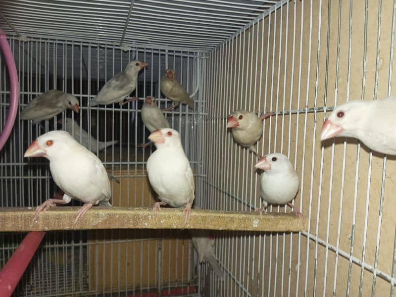 White Java Grey Java Silver Java Diamond Pied For sell 3