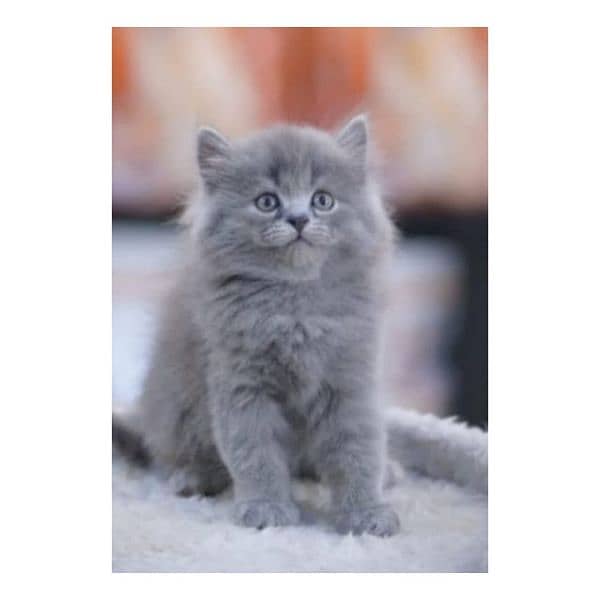 Persian hamalian british punch face piki face cat's and kitten's 14