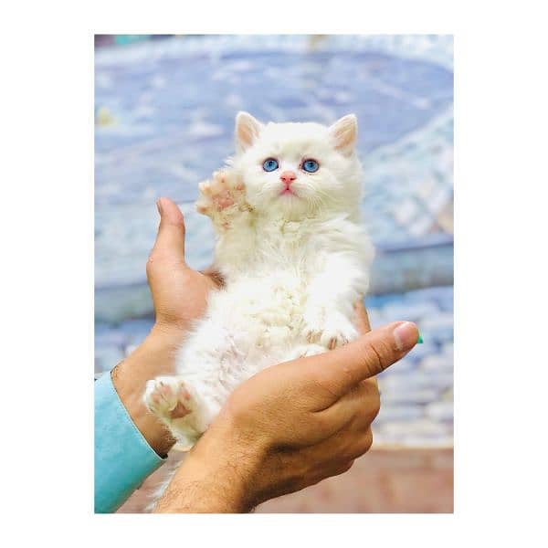 Persian hamalian british punch face piki face cat's and kitten's 16