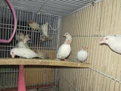 White Java Grey Java Silver Java Diamond Pied For sell