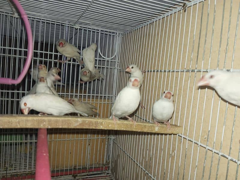 White Java Grey Java Silver Java Diamond Pied For sell 0