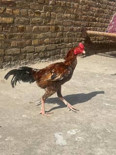 Aseel male. healthy and vacinated birds for sale