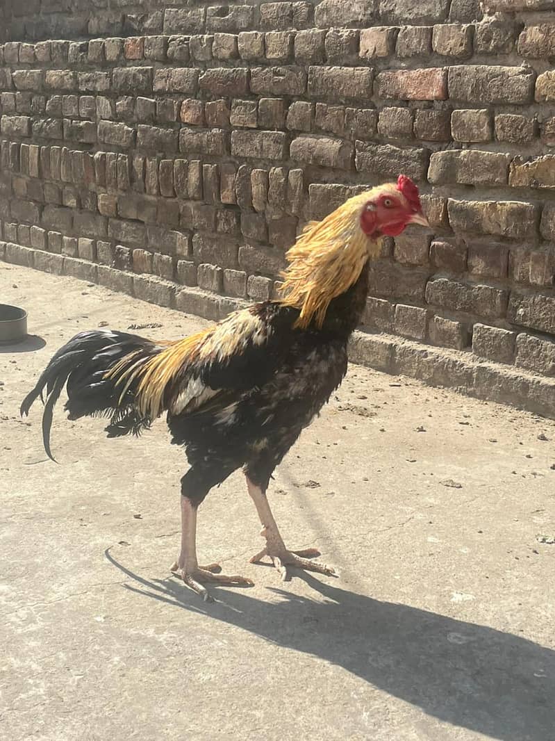 Aseel male. healthy and vacinated birds for sale 1