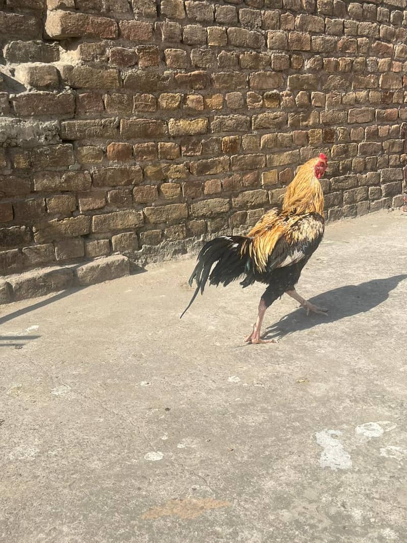 Aseel male. healthy and vacinated birds for sale 2