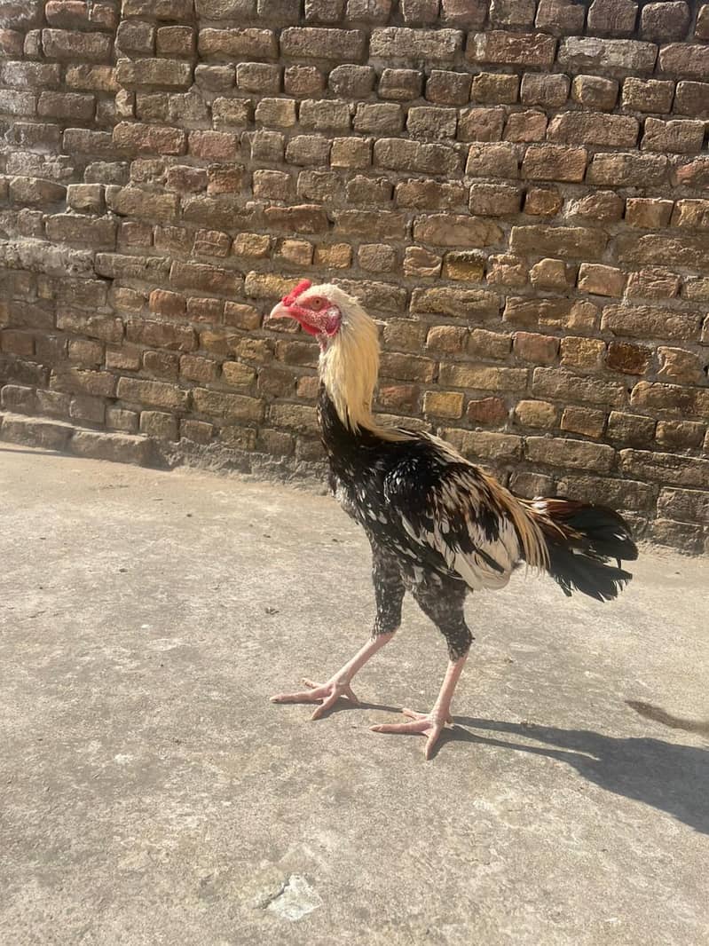 Aseel male. healthy and vacinated birds for sale 3