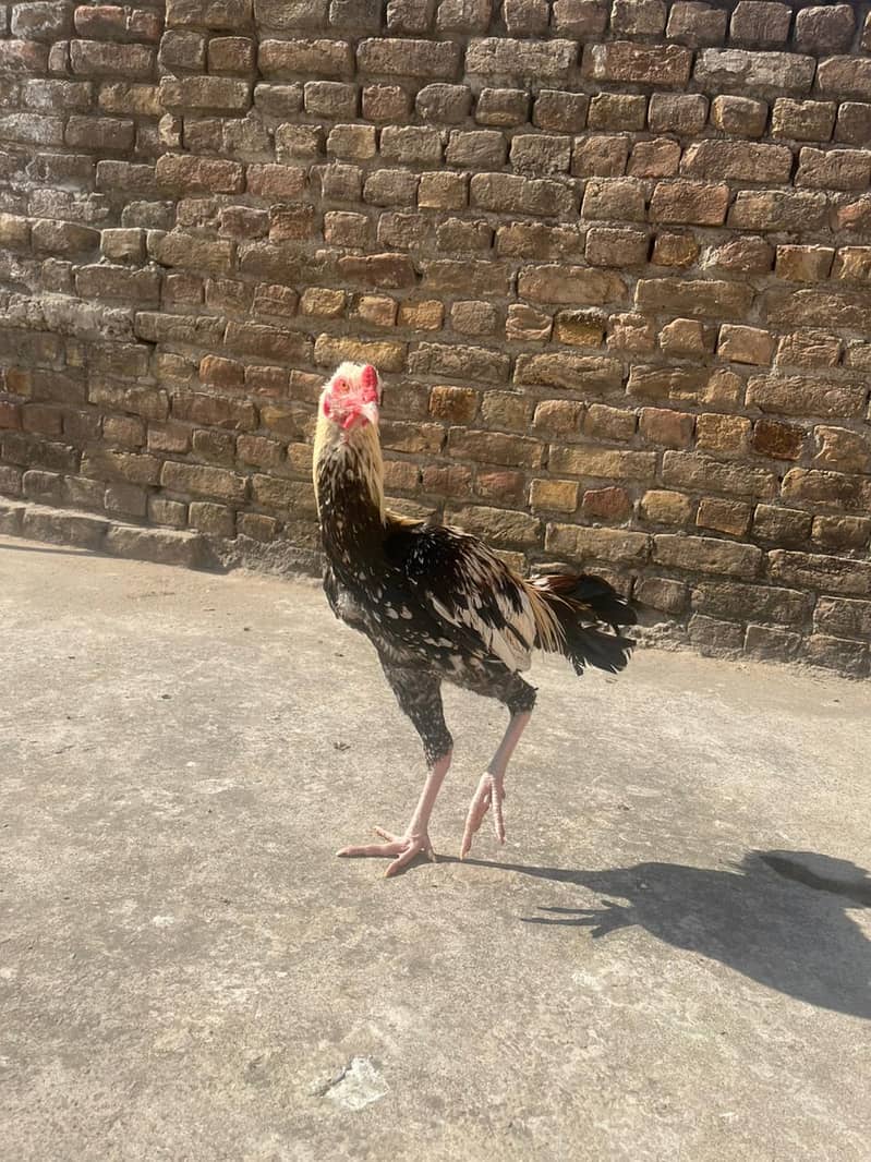 Aseel male. healthy and vacinated birds for sale 4