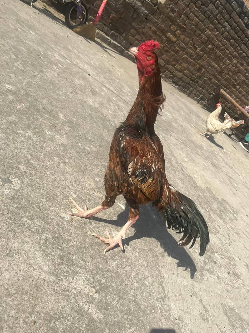 Aseel male. healthy and vacinated birds for sale 6