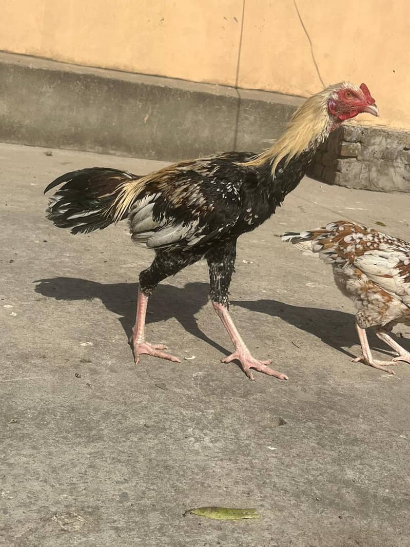 Aseel male. healthy and vacinated birds for sale 7