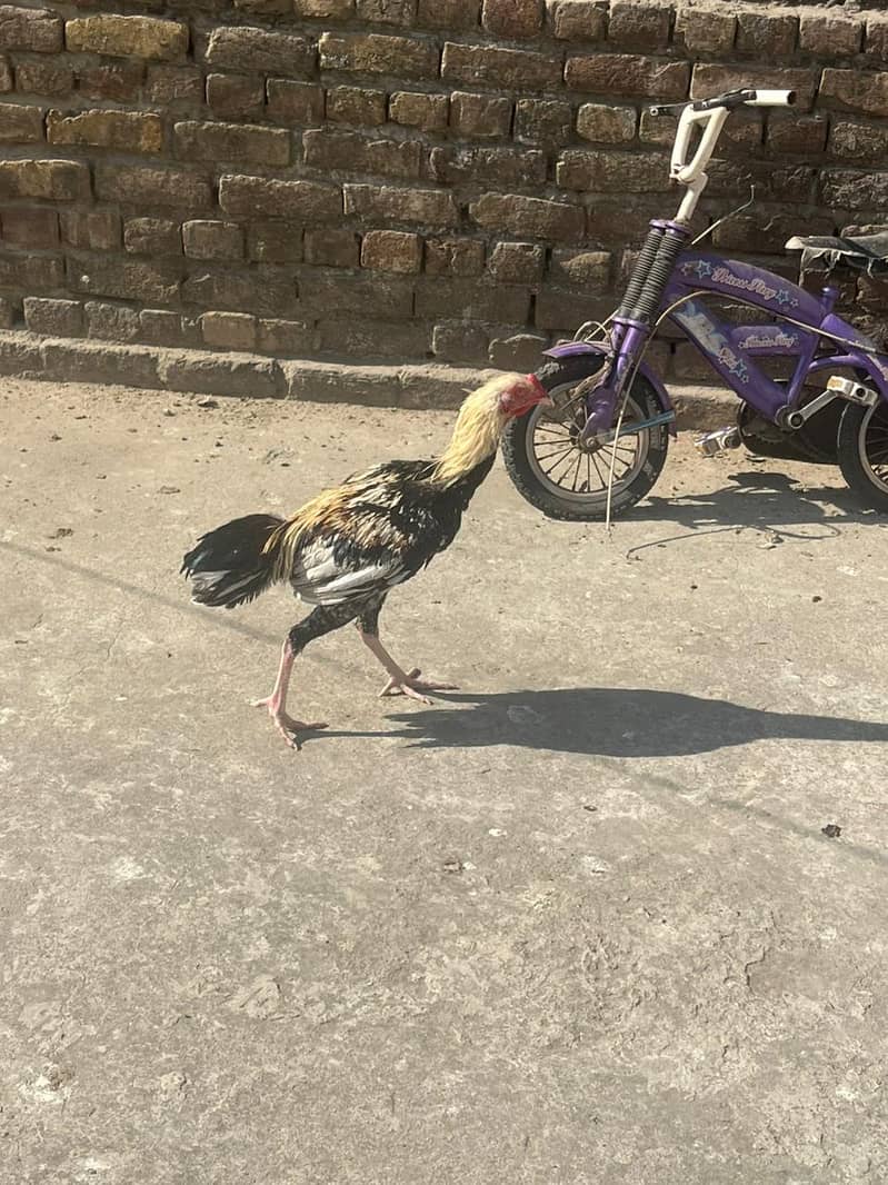 Aseel male. healthy and vacinated birds for sale 8