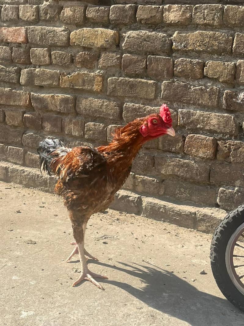 Aseel male. healthy and vacinated birds for sale 9