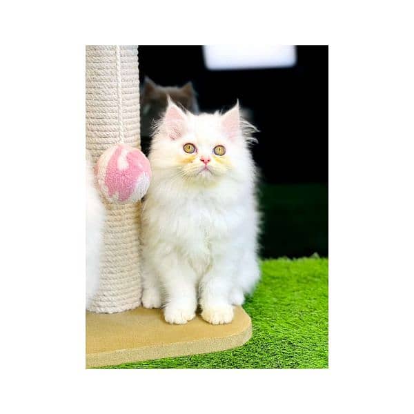 Persian hamalian british punch face piki face cat's and kitten's 16