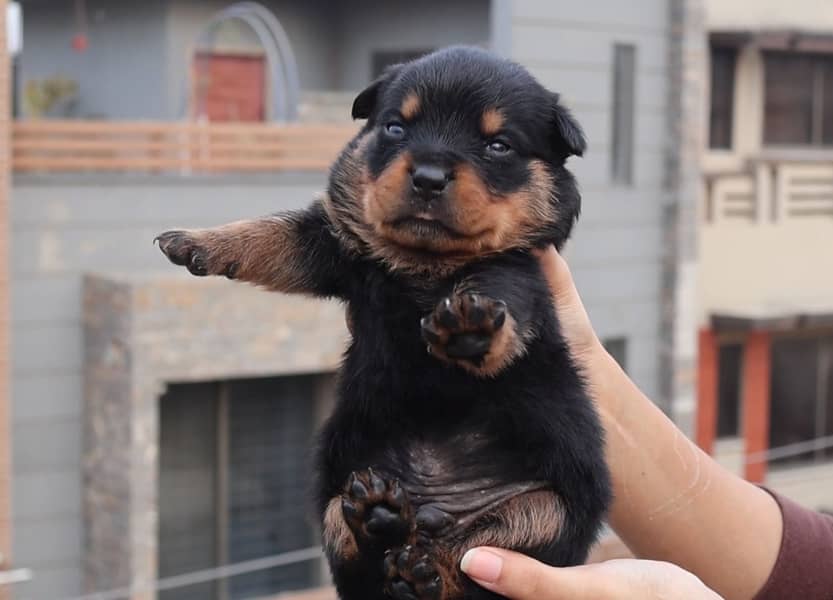 Top-Quality Rottweiler Puppies – Strong Build, Friendly, Male n Female 0