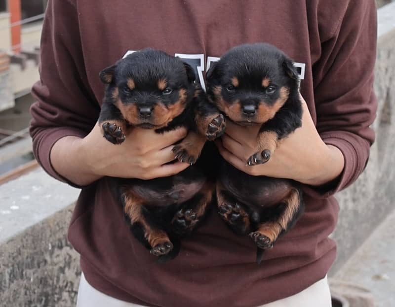 Top-Quality Rottweiler Puppies – Strong Build, Friendly, Male n Female 1