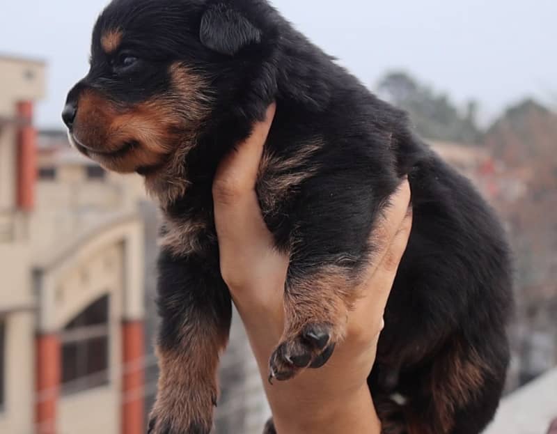 Top-Quality Rottweiler Puppies – Strong Build, Friendly, Male n Female 2