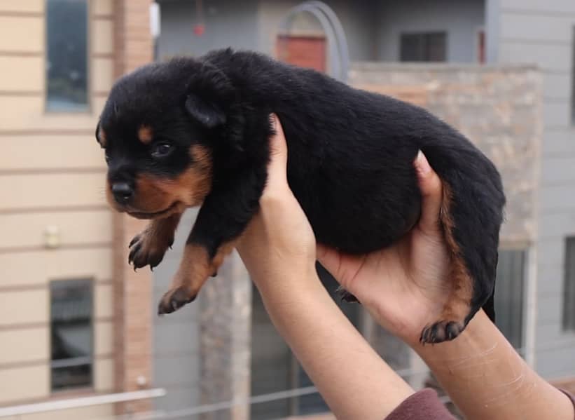 Top-Quality Rottweiler Puppies – Strong Build, Friendly, Male n Female 3