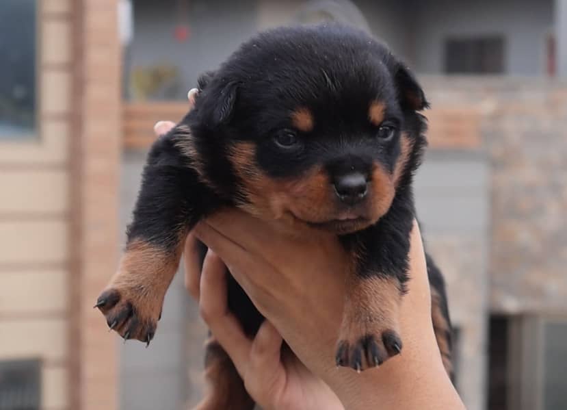 Top-Quality Rottweiler Puppies – Strong Build, Friendly, Male n Female 4