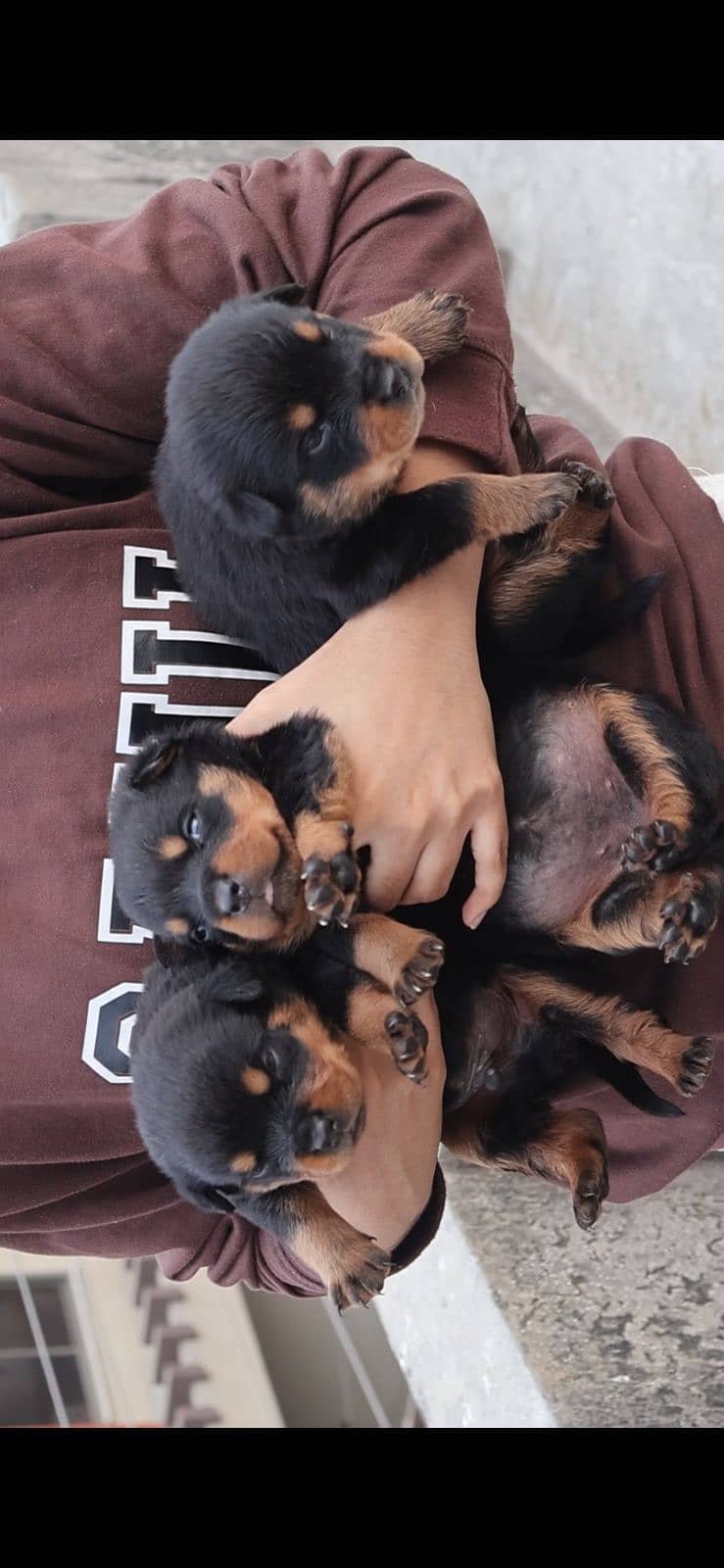 Top-Quality Rottweiler Puppies – Strong Build, Friendly, Male n Female 5