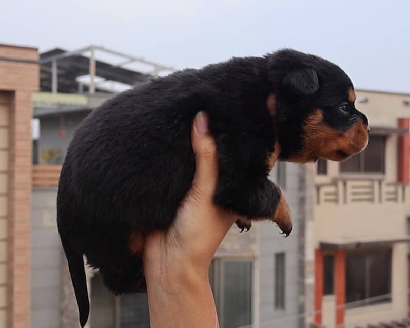 Top-Quality Rottweiler Puppies – Strong Build, Friendly, Male n Female 6