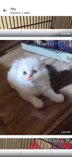 quality Persian panch face cate & kittan male female both available h