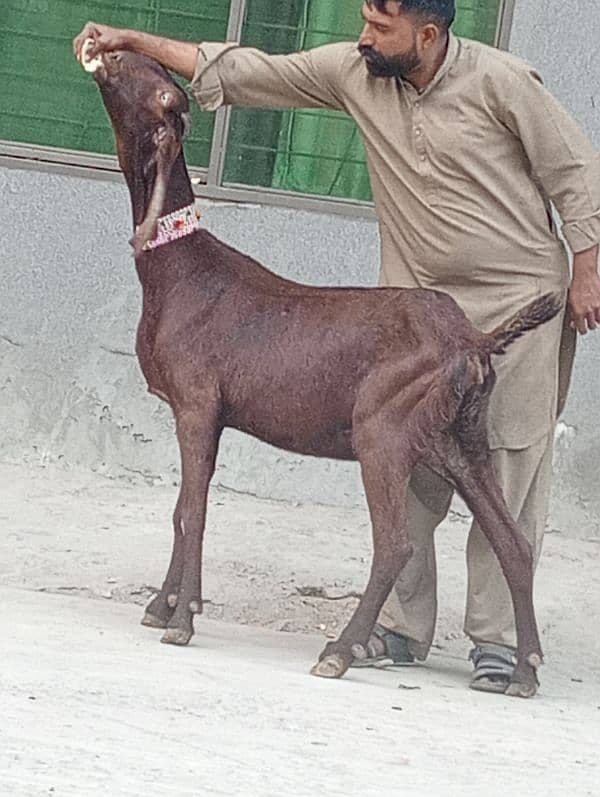 Nagra Gabn Bakri sale 0