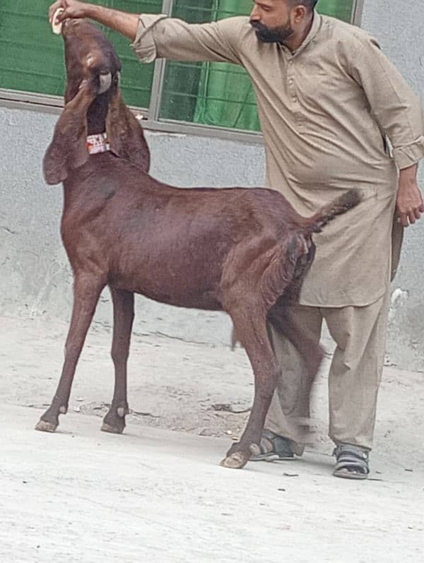 Nagra Gabn Bakri sale 1