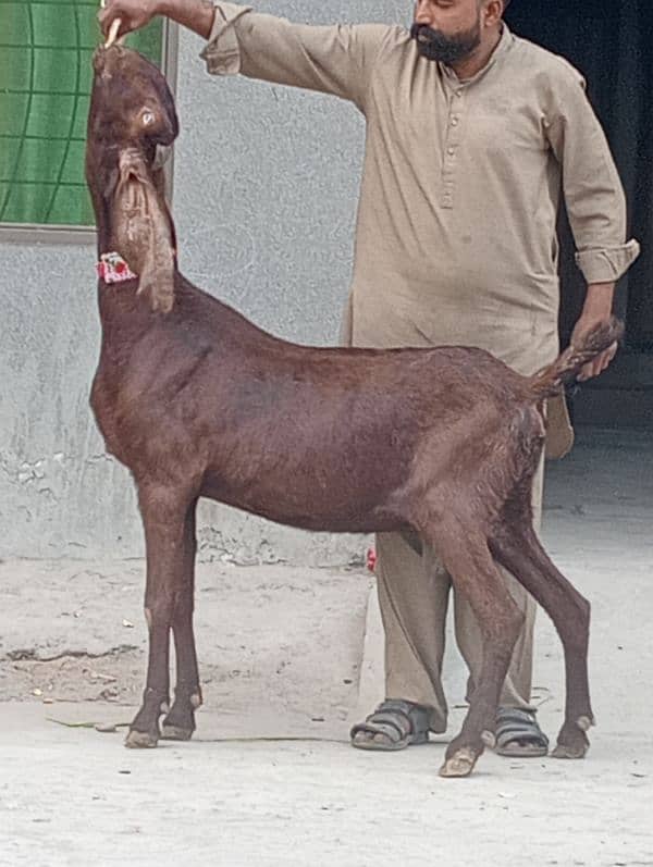 Nagra Gabn Bakri sale 2