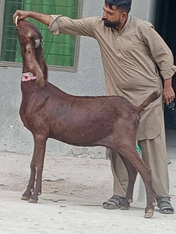 Nagra Gabn Bakri sale 3