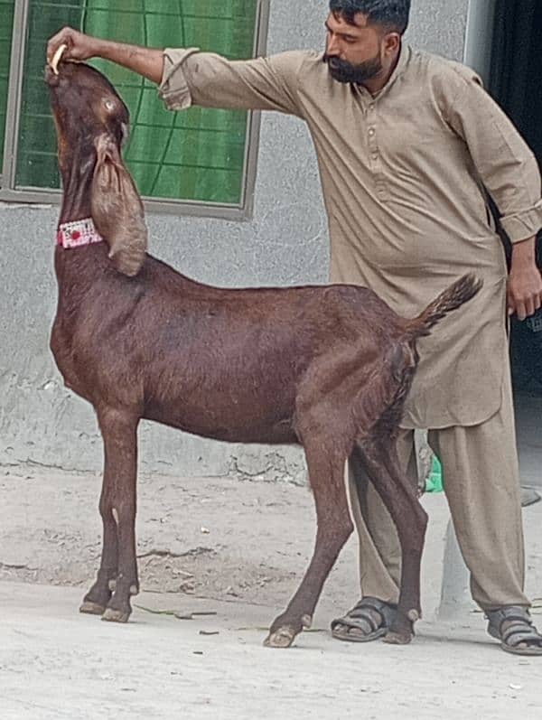 Nagra Gabn Bakri sale 4