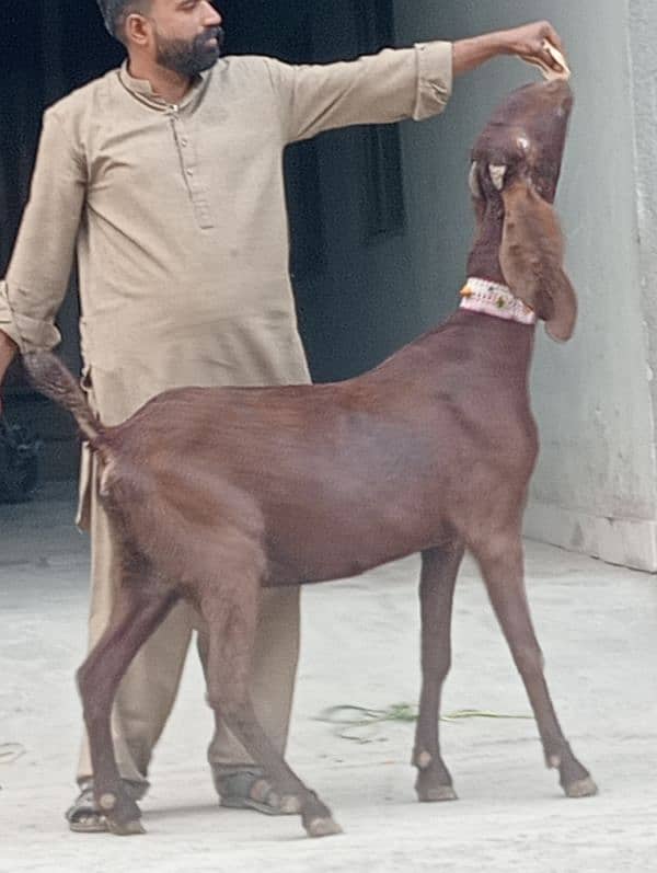 Nagra Gabn Bakri sale 6