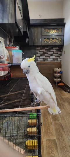 Cockatoo / Tritron Cockatoo / Parrots / Greater sulphur Cockatoo