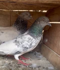 Highflayer pigeon pair breeder