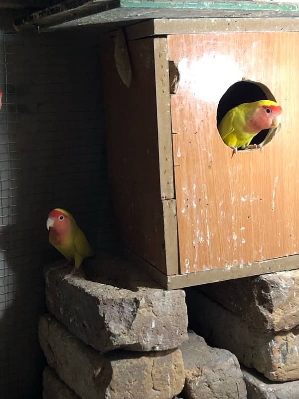 latino red eye love birds 5