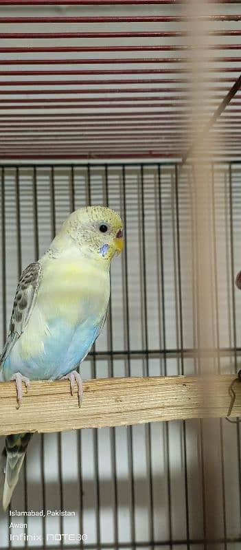 Australian budgies breeder pair for sale 0