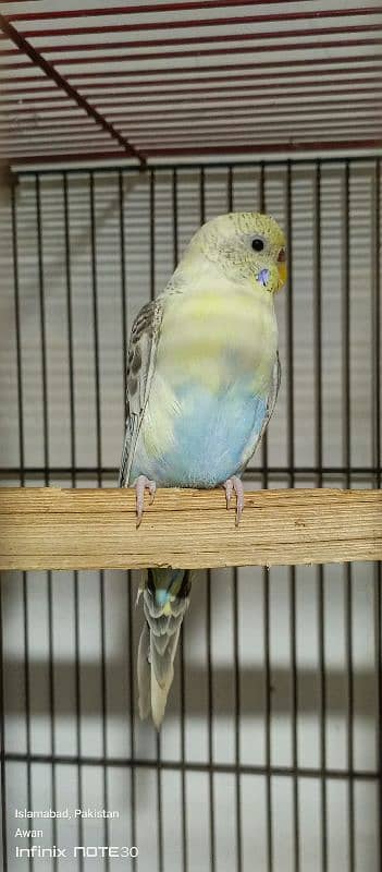 Australian budgies breeder pair for sale 1