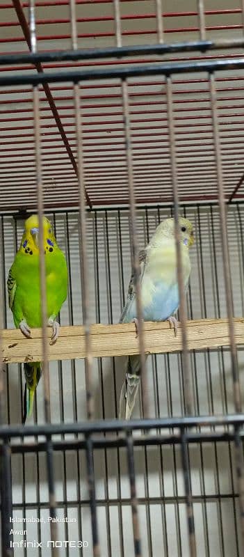 Australian budgies breeder pair for sale 2