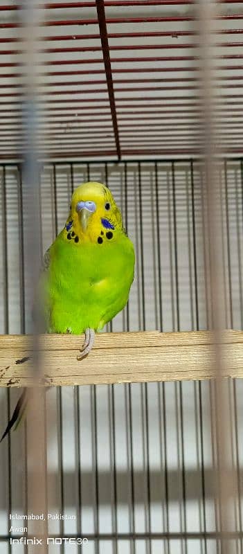 Australian budgies breeder pair for sale 3